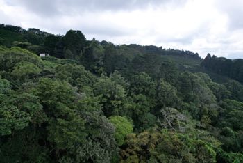 Finca en venta en Llano Bonito, Naranjo, Costa Rica – 10 manzanas en Mercedes, Atenas, Alajuela — 370 000 000 ₡ - Foto 5 de 18