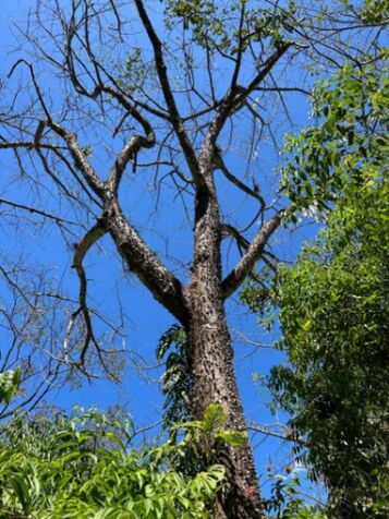 Finca de uso forestal en Acosta, Zoncuano en Sabanillas, Acosta, San José — ₡ 45 000 000