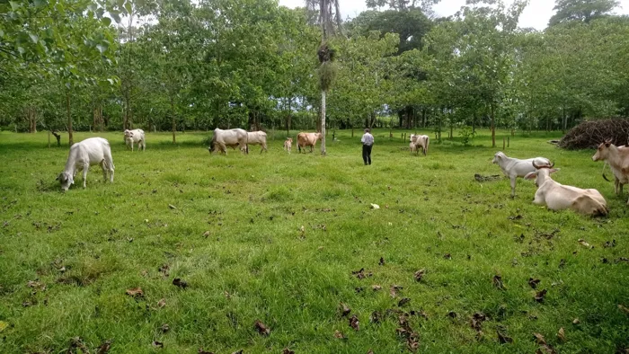 SE VENDE FINCA EN HORQUETAS DE SARAPIQUÍ en Las Horquetas, Sarapiquí, Heredia — ₡ 150 000 000