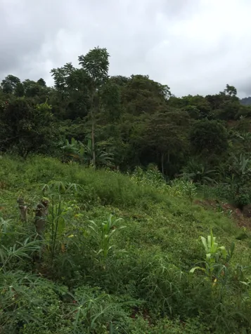 Lote en venta en Pérez Zeledón, Quebradas en San Isidro De El General, Pérez Zeledón, San José — ₡ 26 000 000 - Foto 2 de 7