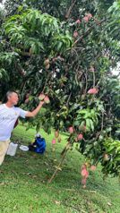 Paraiso de las Frutas, Orotina. en Orotina, Alajuela — 288 000 000 ₡ - Foto 4 de 24