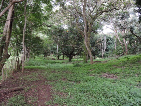 TERRENO ESPECIAL PARA DESARROLLO en Coyolar, Orotina, Alajuela — $800,000