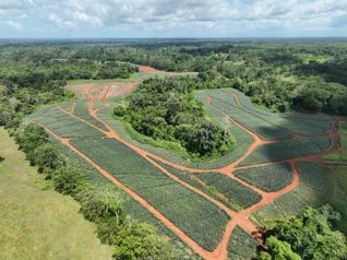 Finca de 67 hectáreas con producción de piña en Los Lirios, Alajuela en San Jorge, Los Chiles, Alajuela — $1,300,000 - Foto 4 de 8
