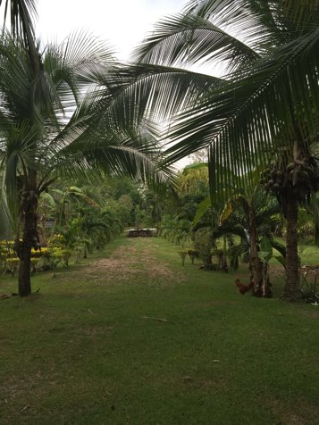 Terreno Único a 100m del Mar ❌  $1,450,000 ➝ Ahora ✔🔥  $1,300,000 en Puerto Jiménez, Golfito, Puntarenas — $1,300,000