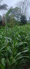 DE OPORTUNIDAD BELLA FINCA EN BUENOS AIRES DE PUNTARENAS.  en Biolley, Buenos Aires, Puntarenas — 25 000 000 ₡ - Foto 5 de 13