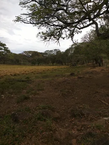 FINCA DE 8.15 HA  ZONA EL COYOL - LA GARITA ALAJUELA en Garita, Alajuela — $4,075,000 - Foto 3 de 6