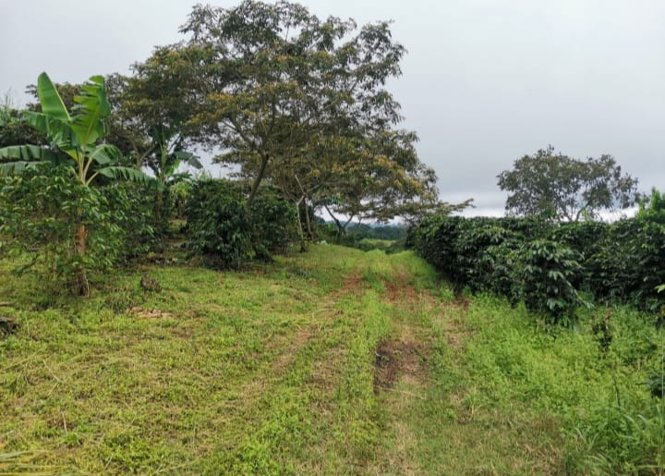 FINCA -Property for sale San Isidro de Grecia- en Grecia, Alajuela — ₡ 399 000 000