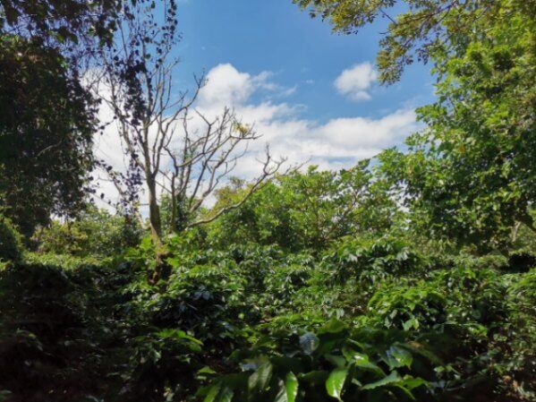 Se vende finca en SANTO DOMINGO DE HEREDIA en Santo Domingo, Heredia — $1,000,000