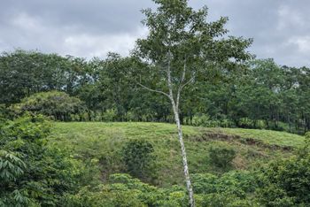 Lote Residencial de 5,000 m² en San Isidro in San Isidro, Montes De Oro, Puntarenas — $165,000 - Photo 4 of 4