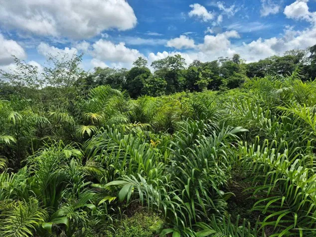 FINCA EN VENTA EN GRECIA ALAJUELA en Río Cuarto, Alajuela — $2,135,000 - Foto 2 de 9
