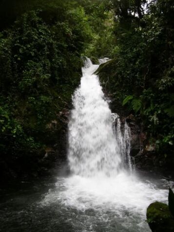 SE VENDEN 95 HECTÁREAS DE BOSQUE PRIMARIO EN PÉREZ ZELEDÓN.  en San Pedro, Pérez Zeledón, San José — $1,200,000