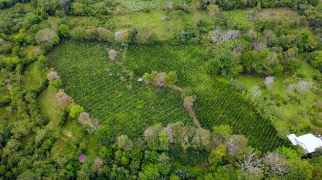 Finca de cafe Santa Elena, El General, Perez Zeledon. in El General, Pérez Zeledón, San José — $249,999