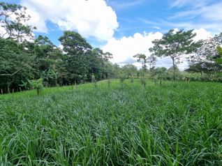 Venta 1Hectarea Aguas Zarcas San Carlos Alajuela en Aguas Zarcas, San Carlos, Alajuela — 65 000 000 ₡ - Foto 5 de 14