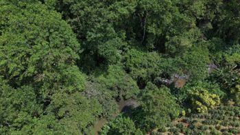 VENTA DE FINCA DE 8.1 HA CON DOS CASAS Y FRENTE DE RIO EN LAS MESAS, PEREZ ZELEDON en Cajón, Pérez Zeledón, San José — $249,999 - Foto 5 de 17