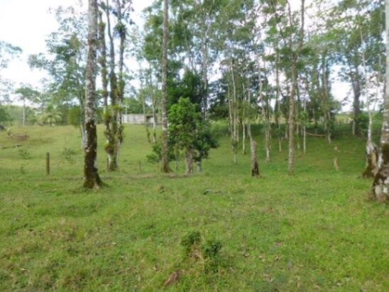 Terreno Santa Isabel Rio Cuarto en Santa Isabel, Río Cuarto, Alajuela — ₡ 50 000