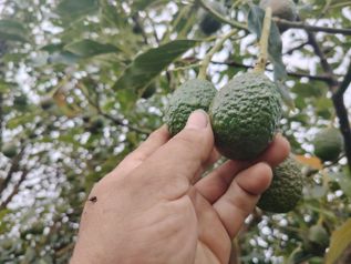 EN VENTA: Espectacular Finca Agrícola y Forestal en Santa María de Dota en Santa María, Dota, San José — 525 000 000 ₡ - Foto 4 de 21