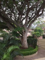 VENTA DE CASA DE LUJO, SAN JOSE, ESCAZU, JABONCILLOS en Escazú, San José — $1,500,000 - Foto 3 de 13