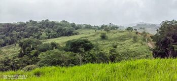 Farm For Sale Sierpe, Osa, Puntarenas