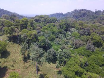 VENTA AMPLIA FINCA GUAPILES PARA GANADO PROYECTOS AGRICOLAS in Guápiles, Pococí, Limón — 76 800 000 ₡ - Photo 5 of 20