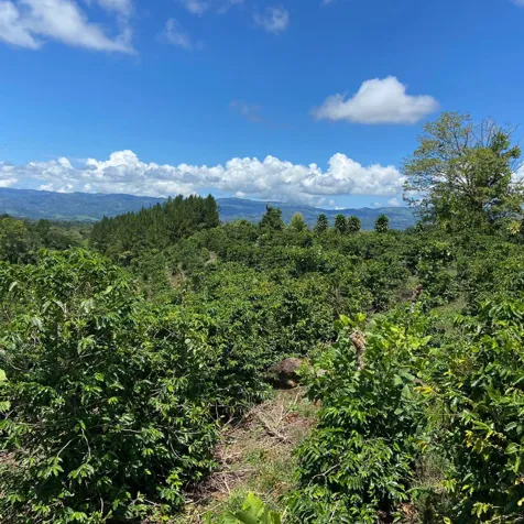 "Prime Real Estate  Opportunity in Santa Elena, Pérez Zeledón in Cajón, Pérez Zeledón, San José — $220,000