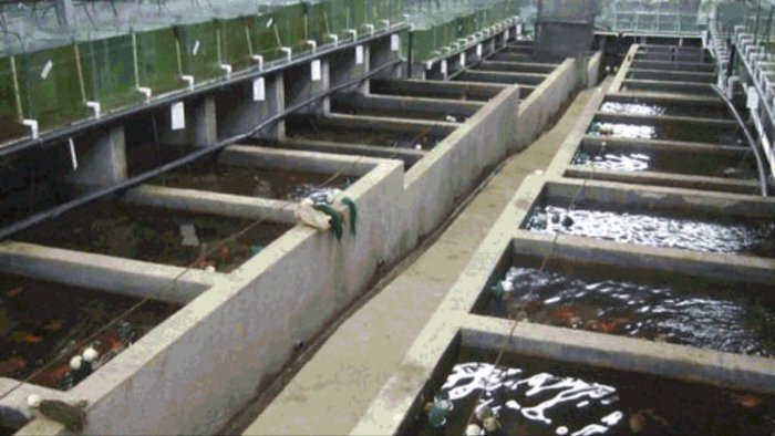 SIQUIRRES, FINCA PRODUCTIVA PARA PECES, TURISMO RURAL Y AGROCULTIVOS en Siquirres, Limón — $1,100,000 - Foto 2 de 13
