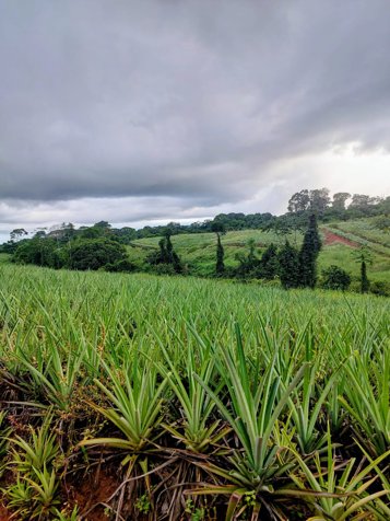 VENTA DE FINCA, HEREDIA, SARAPIQUÍ, GOLFITO, LA CUREÑA en Las Horquetas, Sarapiquí, Heredia — $550,000
