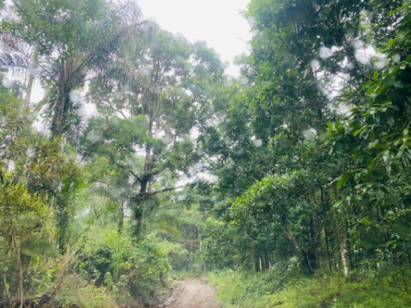 Propiedad a la venta en Buenos Aires, Guápiles en Guápiles, Pococí, Limón — ₡ 125 000 000