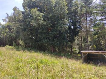 QUINTAS DE 5.000 M2 EN MACHO GAFF en San Isidro, El Guarco, Cartago — 40 000 000 ₡ - Foto 4 de 5