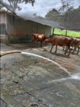Se Vende finca lechera, con canchera son 28 manzanas.  en La Fortuna, San Carlos, Alajuela — ₡ 168 000 000
