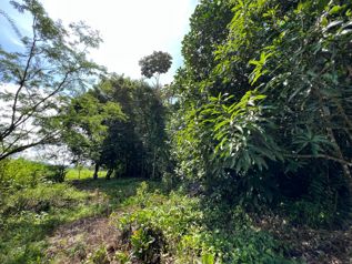 TERRENO EN VENTA CON JUNGLA NATIVA Y ACCESO DIRECTO en Volcán, Buenos Aires, Puntarenas — 60 000 000 ₡ - Foto 5 de 8