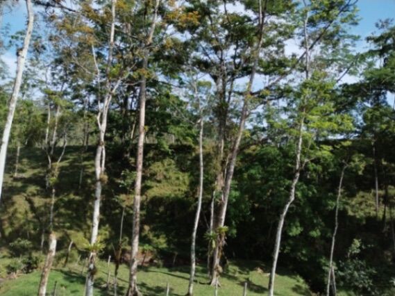 Finca en venta Guatuso  en Cote, Guatuso, Alajuela — ₡ 75 000 000