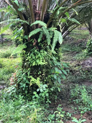 FOR SALE: BEAUTIFUL FARM IN RÍO CLARO DE GOLFITO. in Golfito, Puntarenas — ₡ 120 000 000