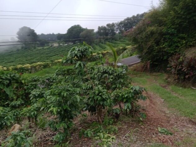 SE VENDE BELLA Y ÚTIL FINCA EN SAN ISIDRO DE ALAJUELA.  en San Isidro, Alajuela — ₡ 150 000 000