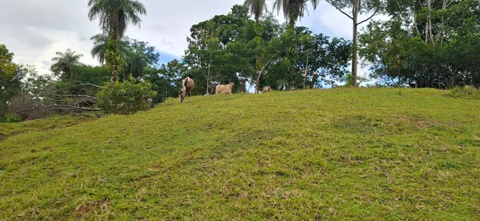 Se vende finca de 19 hectáreas en la bola, turrubares, Carara. en Carara, Turrubares, San José — ₡ 150 000 000 - Foto 2 de 11