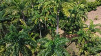 FINCA PRODUCTIVA EN VENTA – PUEBLO NUEVO DE CAJÓN, PÉREZ ZELEDÓN en Cajón, Pérez Zeledón, San José — $240,000 - Foto 5 de 12
