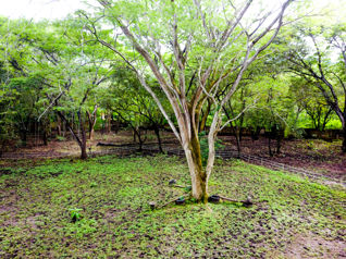 Terreno de 11832m2 en  Playa Conchal, Costa Rica. in Cabo Velas, Santa Cruz, Guanacaste — $390,000 - Photo 4 of 13