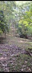 SE VENDE ESPECIAL Y ÚTIL FINCA EN RÍO GRANDE, ATENAS.  en Atenas, Alajuela — 100 000 000 ₡ - Foto 4 de 20
