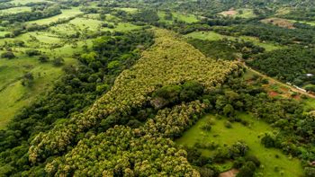 SE VENDE FINCA REFORESTADA EN SANTA RITA OROTINA en Coyolar, Orotina, Alajuela — 200 000 000 ₡ - Foto 3 de 34