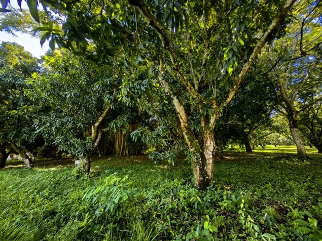 EN VENTA Lote en Condominio Hacienda Los Ceibos Orotina en La Ceiba, Orotina, Alajuela — $168,660 - Foto 3 de 30