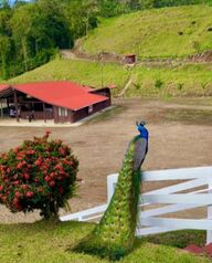 Se vende finca de 252 ha en Turrialba in Turrialba, Cartago — 2 268 000 000 ₡ - Photo 5 of 29