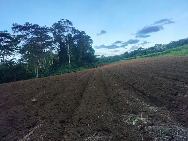 FINCA EN VENTA en Guápiles, Pococí, Limón — ₡ 50 000 000