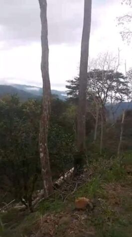 SE VENDE BELLA Y ÚTIL FINCA EN TABARCIA DE MORA.  en Tabarcia, Mora, San José — ₡ 250 000 000