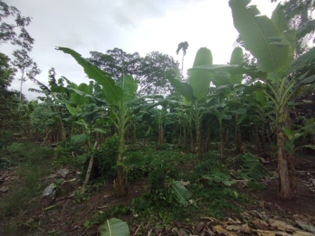 Venta o alquiler finca 7152m2  en Cahuita, Talamanca, Limón — ₡ 87 000 000