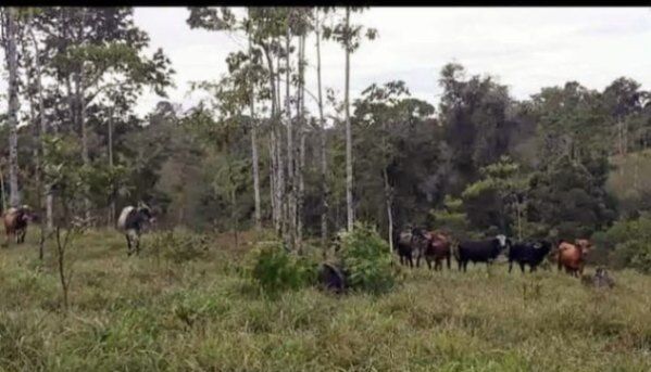 VENTA DE FINCA in San Jorge, Los Chiles, Alajuela — ₡ 80 000 000
