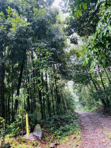 Propiedad a la venta en Buenos Aires, Guápiles en Guápiles, Pococí, Limón — ₡ 125 000 000