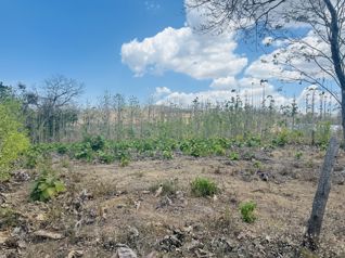 Premium 1,000 m² Lot in Pinilla – Your Sanctuary in Paradise!