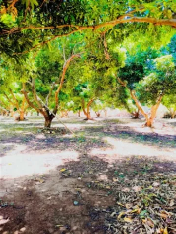 🌳• PARECELAS EN VENTA •🌳 en Pitahaya, Puntarenas — ₡ 50 000 000 - Foto 3 de 4
