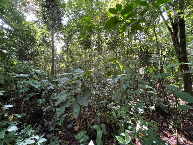 TERRENO EN VENTA CON JUNGLA NATIVA Y ACCESO DIRECTO in Volcán, Buenos Aires, Puntarenas — ₡ 60 000 000 - Photo 3 of 8