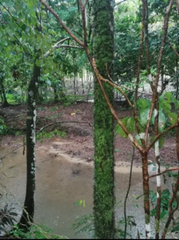Gran propiedad en Parrita ideal para invertir o desarrollar en Parrita, Puntarenas — ₡ 65 000 000 - Foto 3 de 19