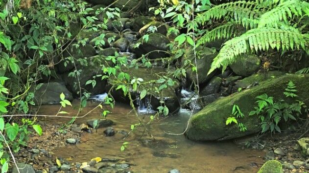 SE VENDE TERRENO EXCLUSIVO PARA PROYECTO BOUTIQUE O RETIRO PRIVADO JUNTO A KURA in Bahía Ballena, Osa, Puntarenas — $510,000